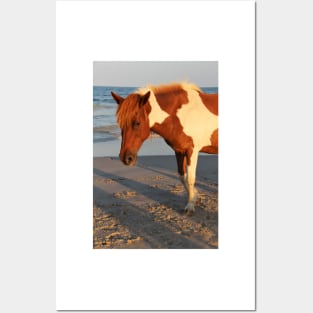 Assateague Beach Ponies - series - 07 Posters and Art